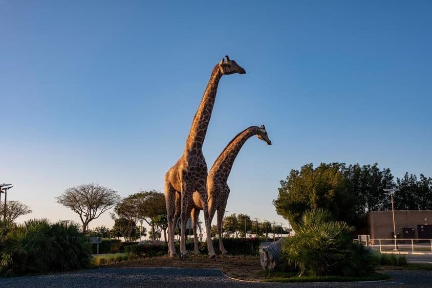 Girafas