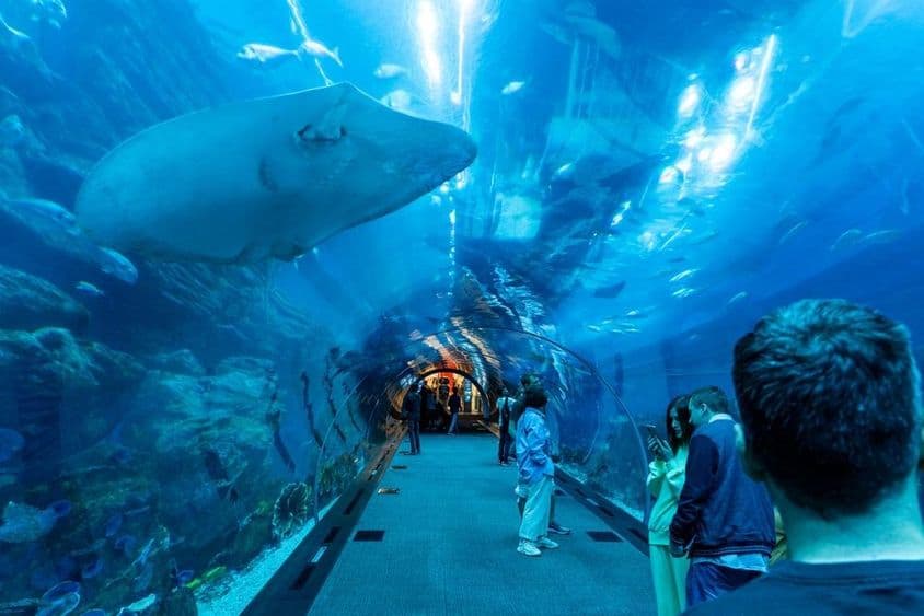 Aquário de Dubai, túnel subaquático com pessoas caminhando e uma grande arraia nadando acima.