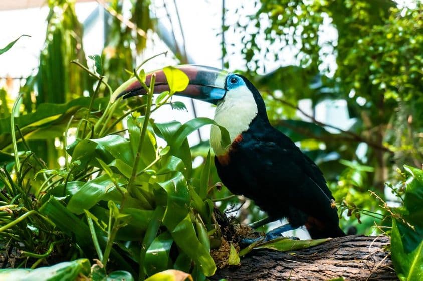 Tucano repousando em uma árvore, com planta verde ao fundo.