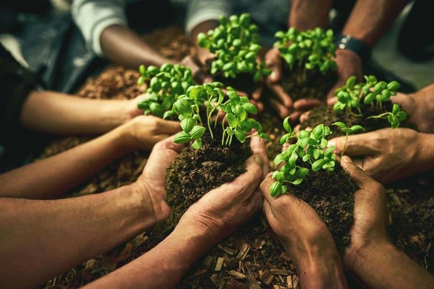 Mãos humanas segurando plantas verdes com raízes cobertas de solo.