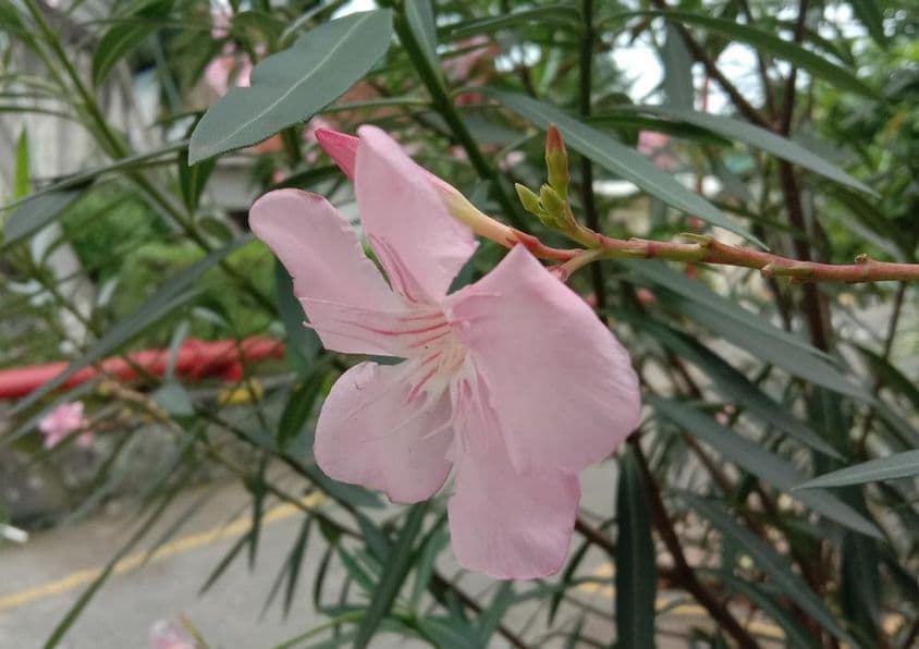 Flor de oleandro visível com folhas verdes e uma estrada ao fundo.