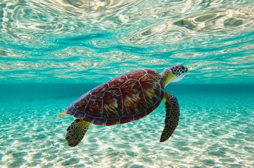Uma tartaruga nadando no mar.