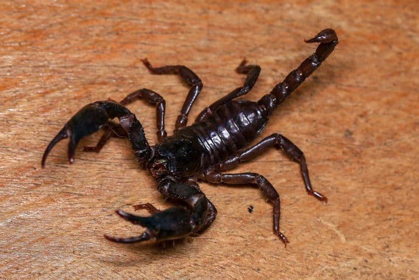 A imagem mostra um escorpião.