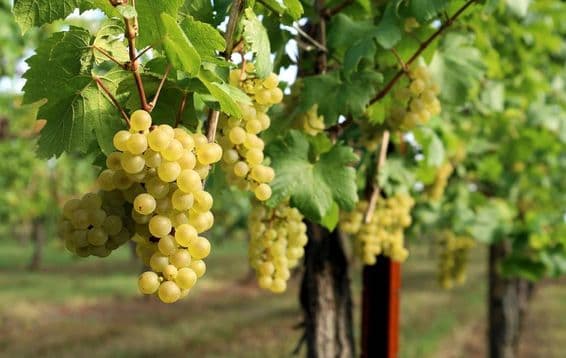 A imagem mostra uma videira com uvas maduras penduradas.