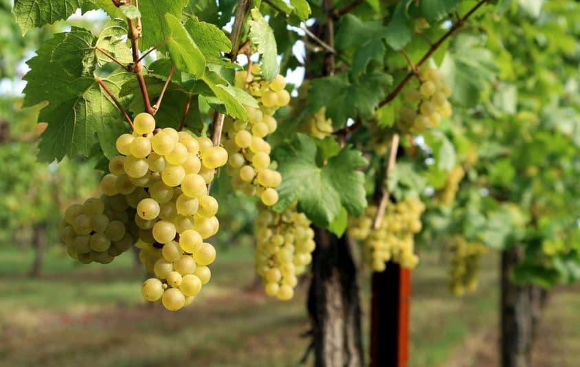A imagem mostra uma videira com uvas maduras penduradas.