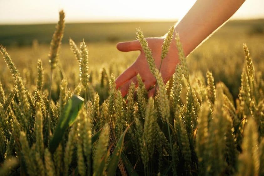 Um campo de trigo acariciado suavemente por uma mão.