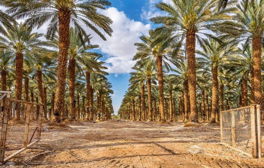 Floresta tropical plantada em um deserto.