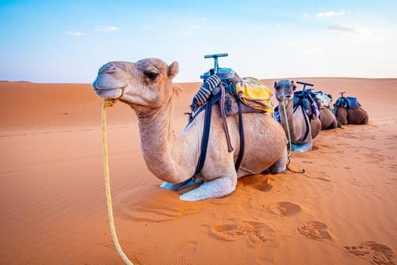 Camelos deitados no deserto com selas nas costas, descansando na areia do deserto.
