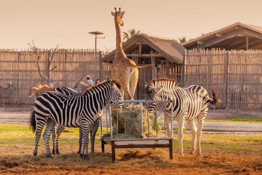 Dois zebras comendo com uma girafa visível ao fundo no Dubai Safari Park.