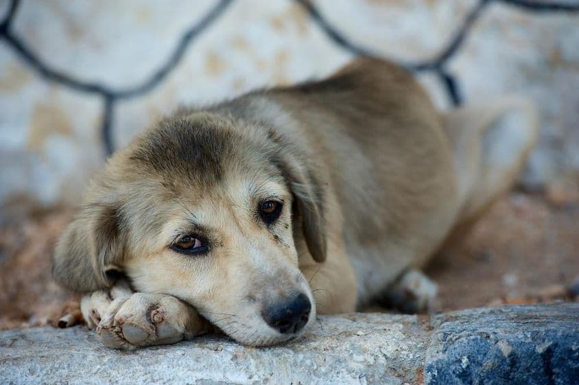 um cachorro fofo deitado no chão.
