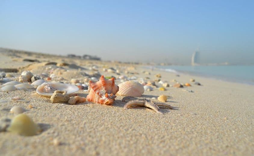 Conchas e caramujos na areia com Burj Al Arab ao fundo.