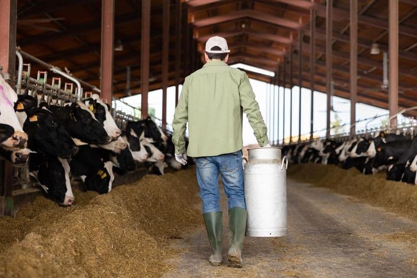 Vacas em ambos os lados, homem carregando jarra de leite ao centro