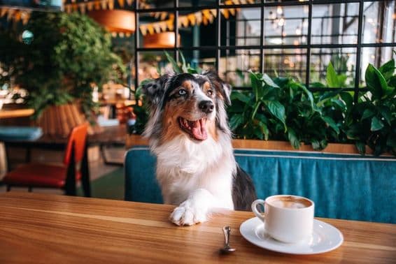 Cachorro sentado em uma mesa de café com uma xícara de café na frente.