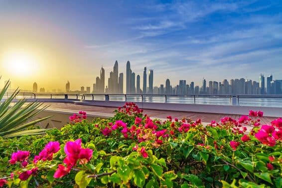 Flores de Dubai, arranha-céus ao fundo.