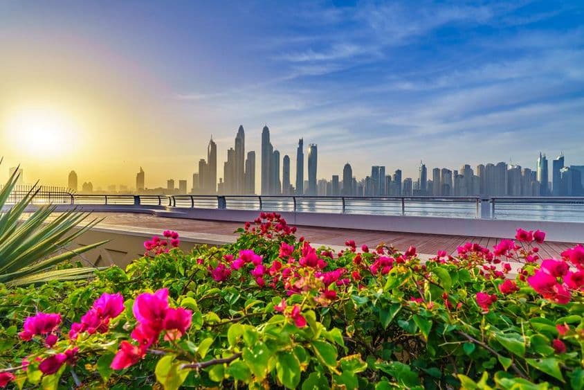 Flores de Dubai, arranha-céus ao fundo.