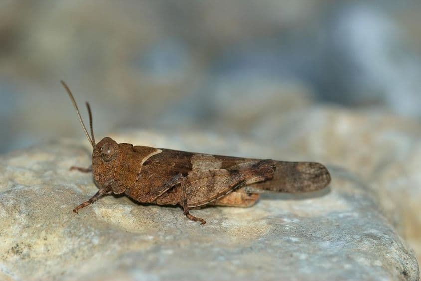 Gafanhoto descansando em uma rocha.