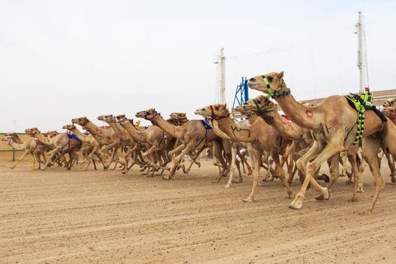 Corrida de camelos em Dubai.