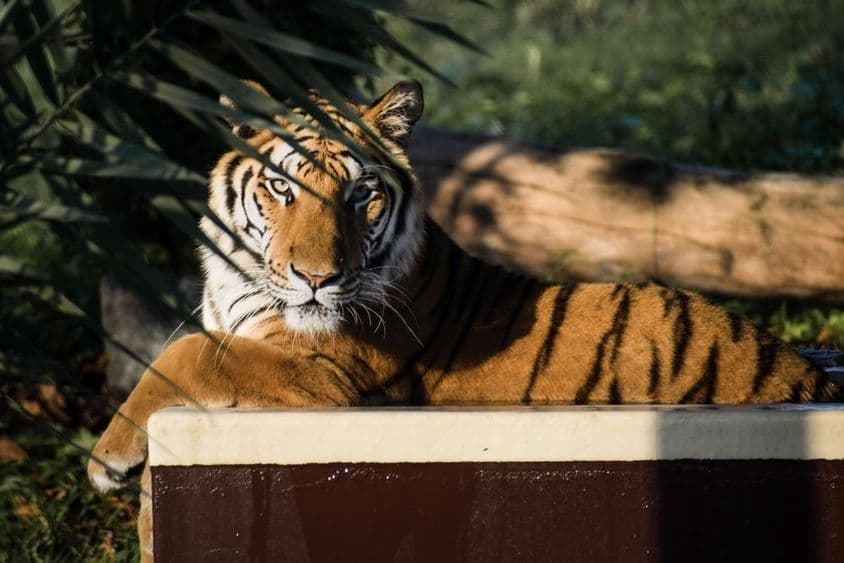 Tigre deitado à sombra.