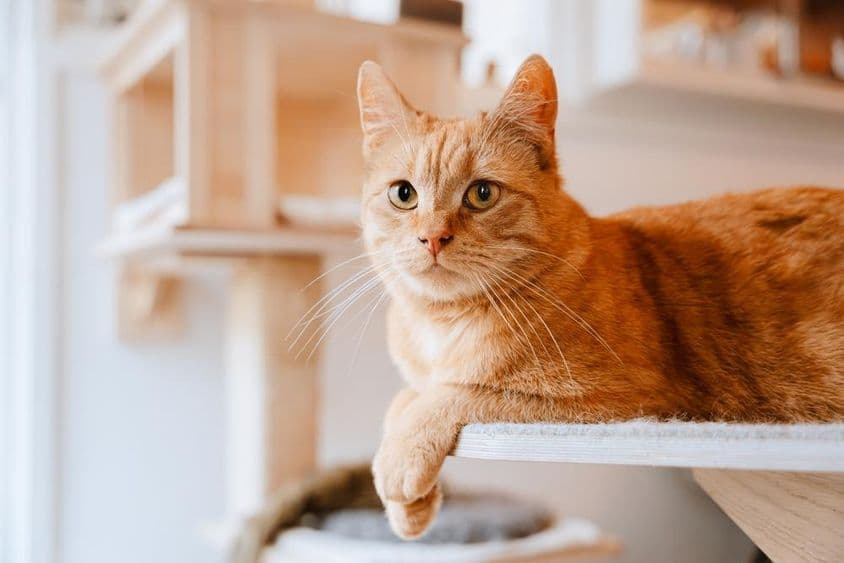 Gato deitado e observando.