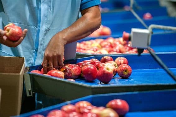 Homem separando maçãs em uma planta de embalagem.