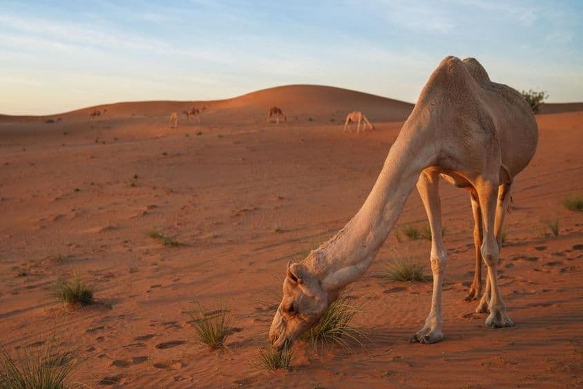 Camelo pastando em um pedaço de grama no deserto.