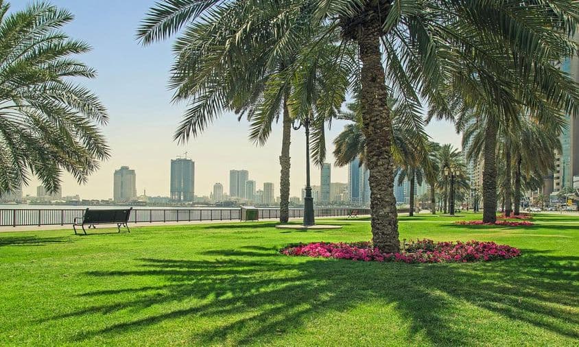 Grama verde perto da orla em Sharjah.