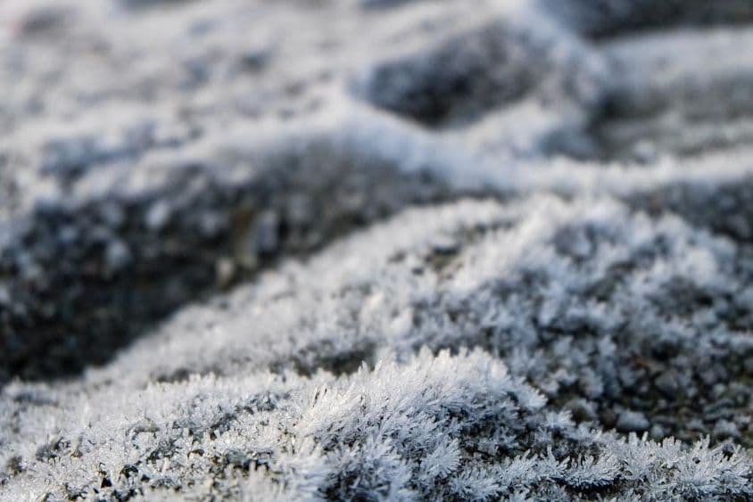 Grama congelada, flores silvestres congeladas.