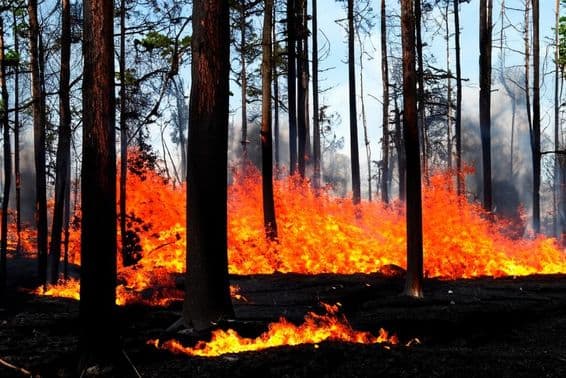 Um incêndio florestal em andamento em Los Angeles, Malibu, EUA.