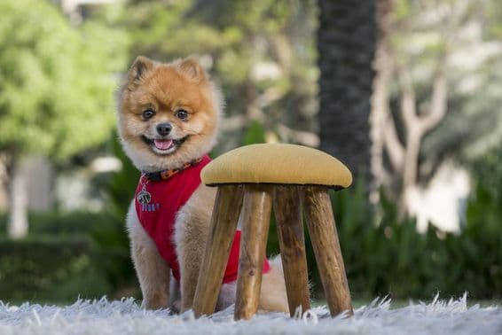 Cachorro da raça Pomerânia com camisa vermelha.