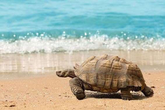 Tartaruga gigante passeando em uma praia de areia em frente a um mar azul e brilhante.