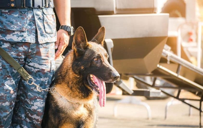Cão Pastor Alemão K9.