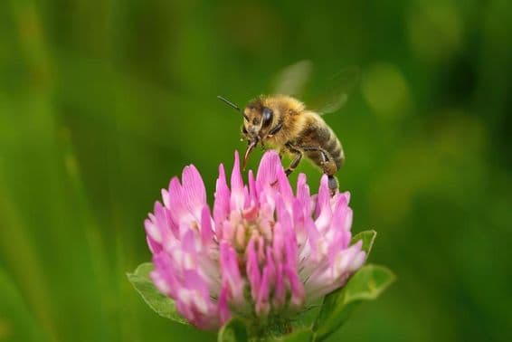 Abelha zumbindo com probóscide estendida em flor de trevo rosa.