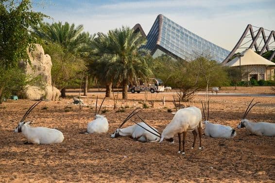Emirados Árabes Unidos, Parque Safari de Dubai.