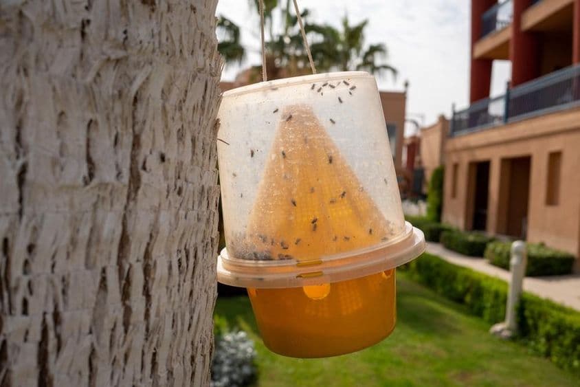 Armadilha para insetos, como mosquitos e moscas.