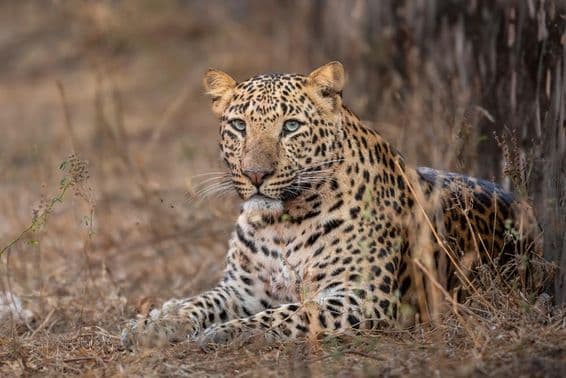 Grande leopardo macho sentado na grama.