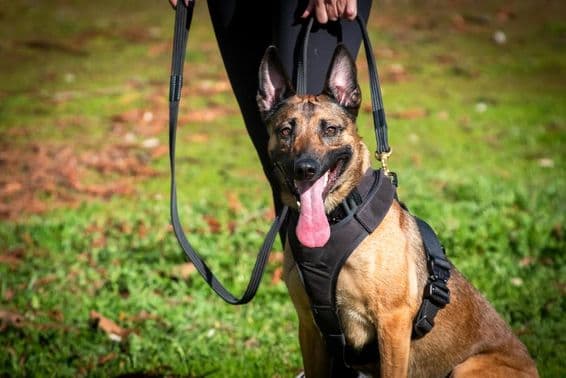 Cão K9 em treinamento.
