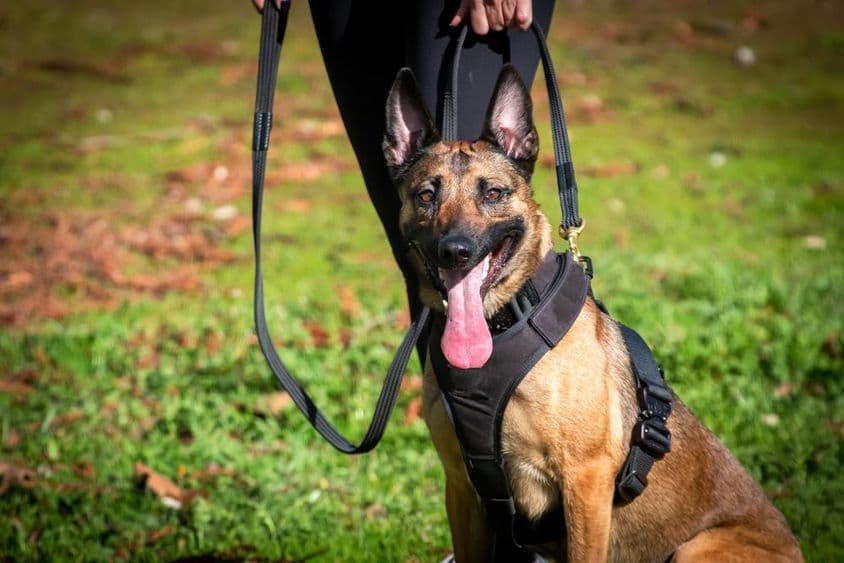 Cão K9 em treinamento.