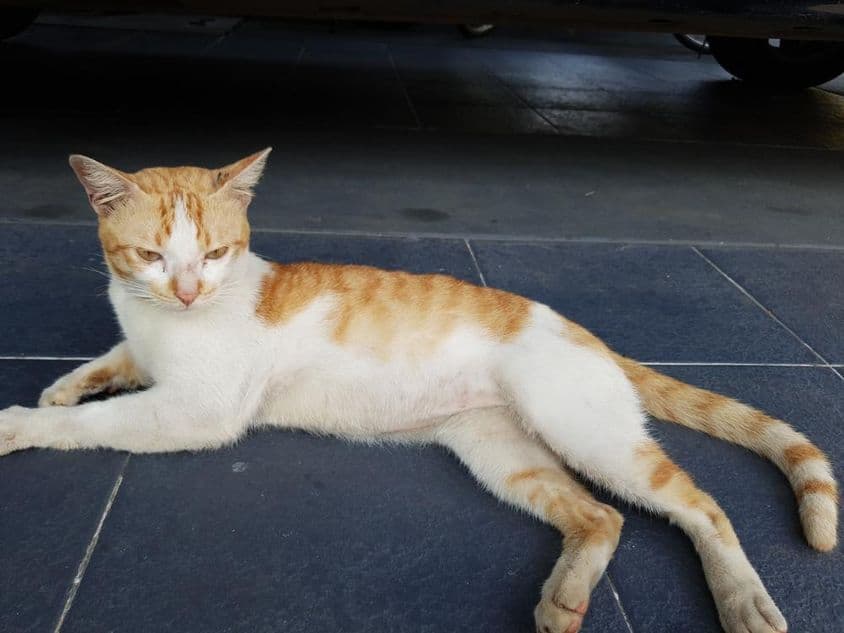 O Arabian Mau, uma raça de gato doméstico.