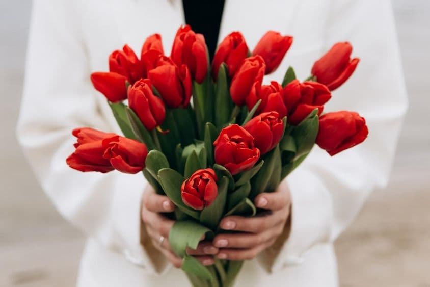 Um buquê de flores de tulipa vermelha.