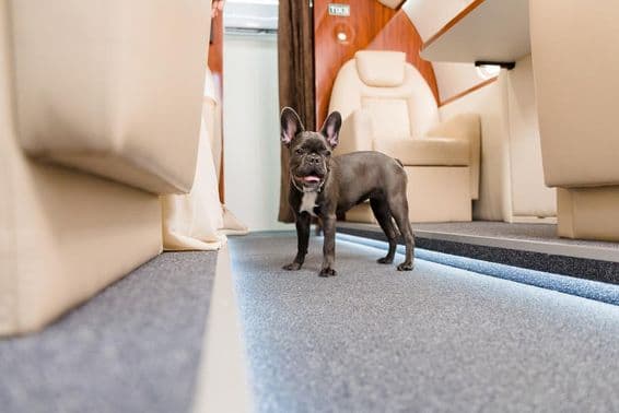 Bulldog francês andando em um avião.