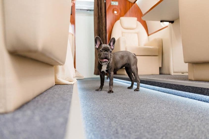 Bulldog francês andando em um avião.