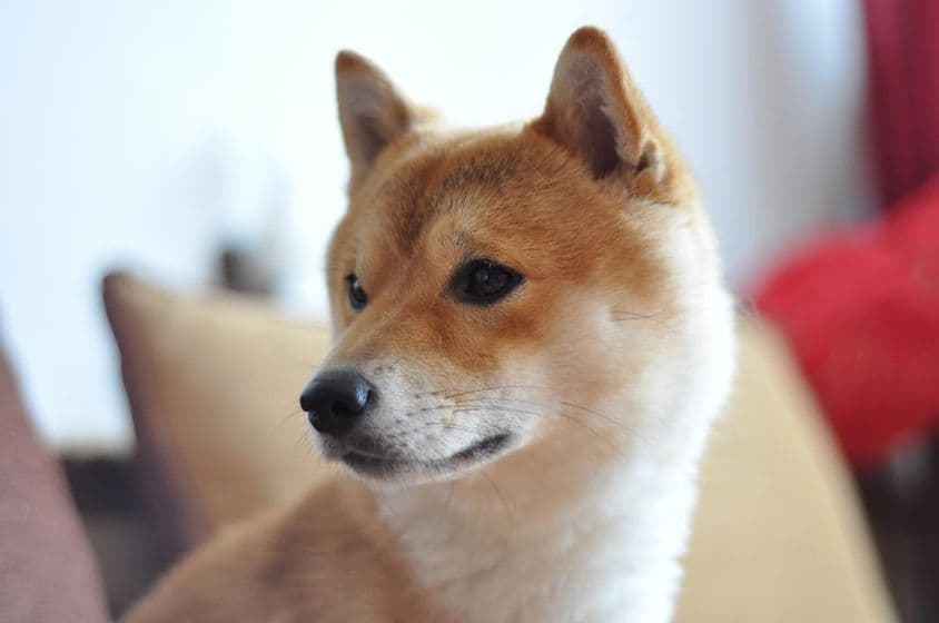 Close-up de um jovem cachorro Shiba Inu.