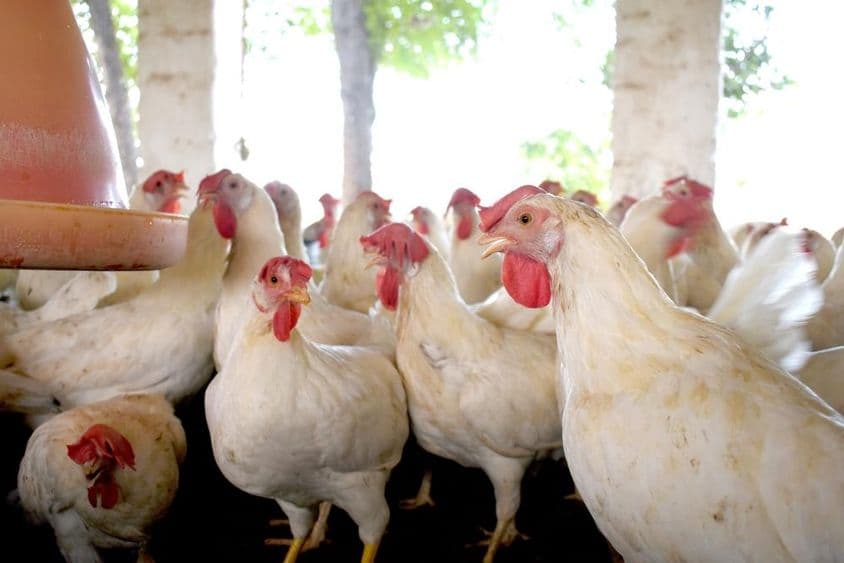 Grupo de frangos brancos saudáveis em uma granja.