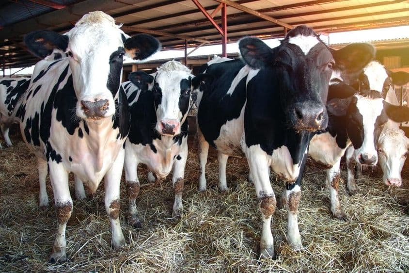 Várias vacas leiteiras em um celeiro.