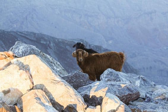 O Tahr Árabe no Jebel Jais, Ras Al Khaimah é observado.