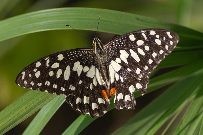 A borboleta cauda-de-andorinha fêmea em uma flor vermelha (Papilio demoleus) em Abu Dhabi.