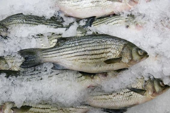 Peixes à venda, mercado de frutos do mar.