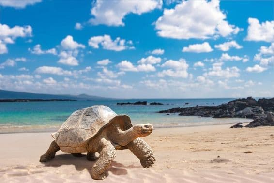 Ilhas Galápagos, tartaruga de Galápagos.
