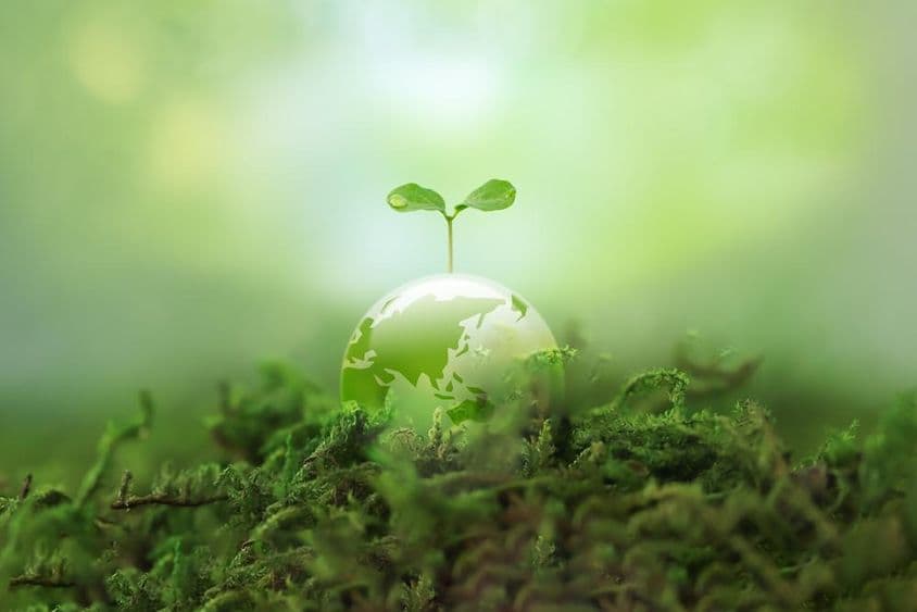 Um novo broto crescendo na Terra.
