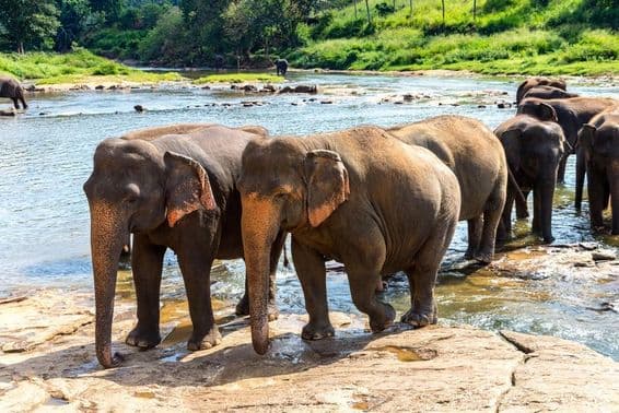 Um grupo de elefantes no Sri Lanka em um dia de verão.